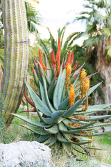 Naklejka na ściany i meble Aloe arborescens (krantz aloe), cactus with yellow and red flowers, botanical concept