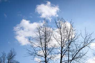 Autumn branches of trees, against a blue sky with white clouds.