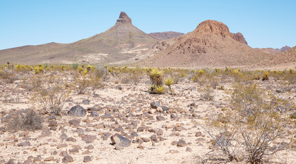Mount Nutt Wilderness in Arizona, USA