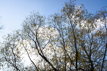 Autumn branches of trees, against a blue sky with white clouds.