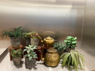 Plants on Metal