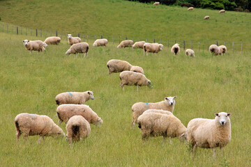 Obraz premium Flock of sheeps in the hills of New Zealand