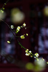 Plum blossoms in spring in Yellow Crane Tower Park, Wuhan, Hubei