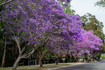 Jacaranda tree in a full bloom with beautiful purple flowers.