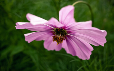 Fototapeta premium Pink cosmos flower