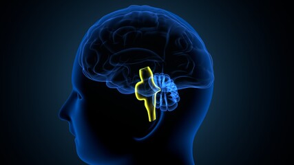 3d illustration of human brain anatomy.