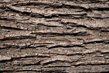 Wood bark background gray texture.