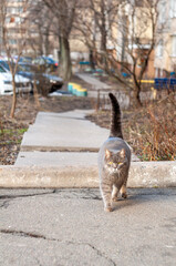 beautiful smoky fluffy cat walk  in the yard