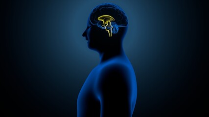 3d illustration of human brain anatomy.