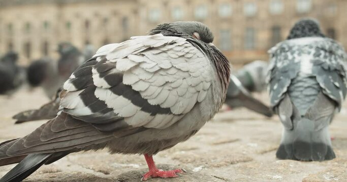 Flock Of Rock Doves Resting On A Park In City Of Amsterdam, Netherlands. - close up