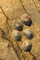 Sea shells on the rock during low tide