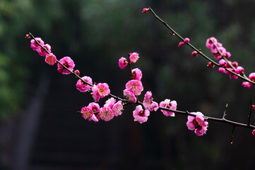 Plum blossoms in spring in Yellow Crane Tower Park, Wuhan, Hubei