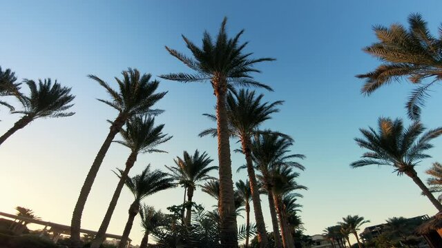 Beautiful sunset and palm trees blowing in the wind