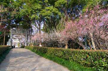Plum blossoms in spring in Yellow Crane Tower Park, Wuhan, Hubei