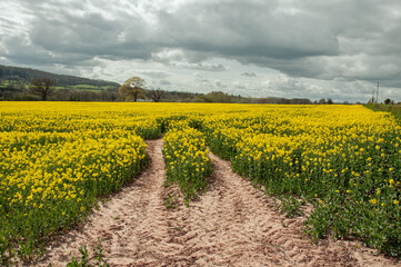 Fototapeta na wymiar Canola fields in the British countryside.