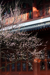 Plum blossoms in spring in Yellow Crane Tower Park, Wuhan, Hubei