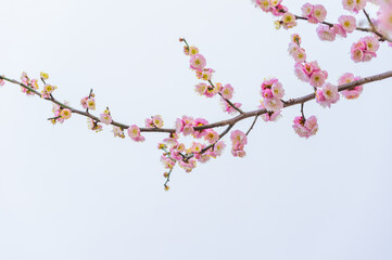 Plum blossoms in spring in Yellow Crane Tower Park, Wuhan, Hubei