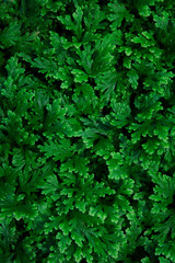 close up green color of fern leaves