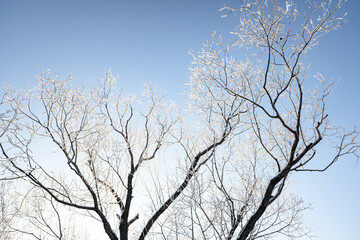 Fototapeta na wymiar Branches of trees covered with white frost against the blue sky, winter landscape.