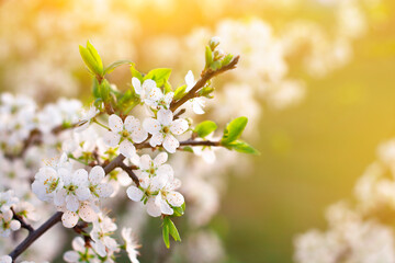 Blooming apple tree, beautiful white blossoms in spring garden.