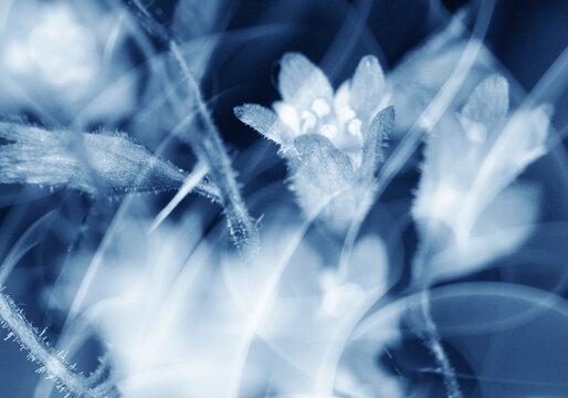 Pretty Close Up of Abstract Blue Flowers