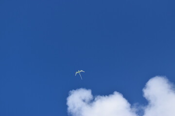 Amazing blue sky with clouds and a beautiful White-tailed tropic bird, it breeds on tropical islands, laying a single egg directly onto the ground.