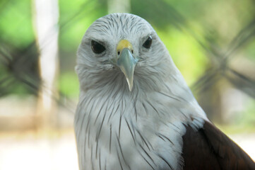 white tailed eagle