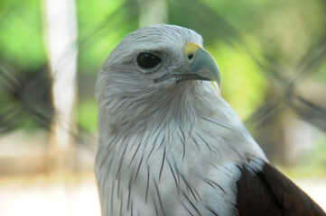 white tailed eagle