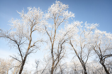 Obraz na płótnie Canvas Branches of trees covered with white frost against the blue sky, winter landscape.