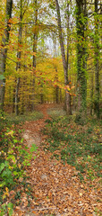 Königswinter Germany November 2020 a winding path in the forest with trees on both sides of the path in beautiful autumn weather