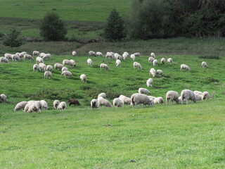 Flock of Sheep