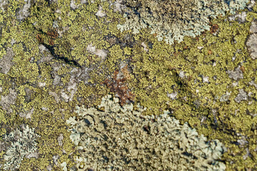 An old stone wall with mold and moss as a green background.
