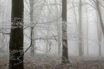Fototapeta na wymiar Winter woodland with trees covered in rime ice in fog, Highclere, Hampshire, England, United Kingdom, Europe