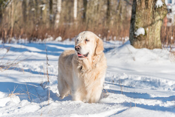 White Golden Retriever in Snow Covered Forest in Northern Europe
