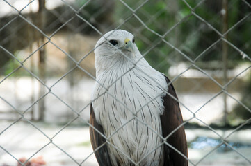 portrait of a eagle