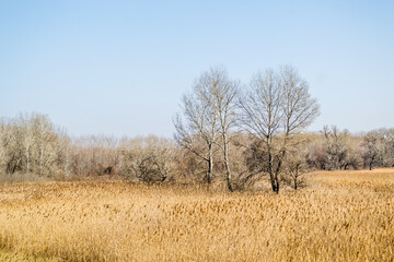 Fototapeta premium Landscape, in front of the forest sown with reeds, Petrovaradin, Novi Sad, Serbia. 