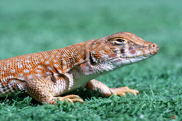 Close up macro of a Saudi fringe-fingered lizard (Acanthodactylus gongrorhynchatus) in the desert