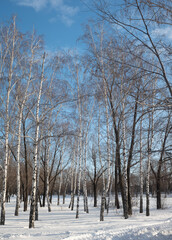 landscape in a winter forest park against the blue sky