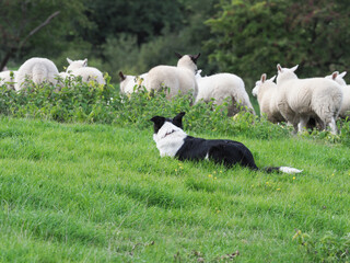 Working Sheep Dog