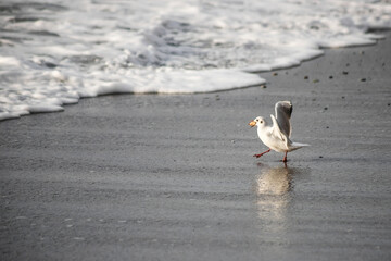 Seagull walks on the sea shore at evening time.