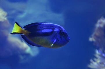 Blauer Doktorfisch (Paracanthurus Hepatus)