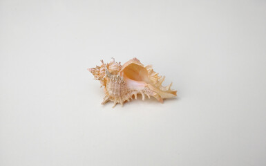 Fototapeta na wymiar conch sea shell on white background