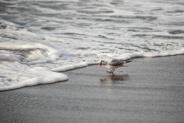 Seagull walks on the sea shore at evening time.