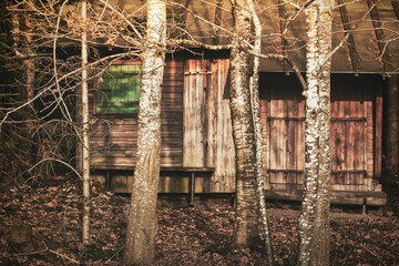 Holzhütte am Waldrand im Abendlicht hinter Birkenbäumen