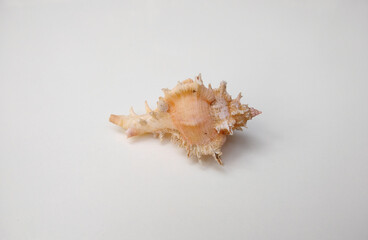 conch sea shell on white background