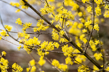 spring blossoms branch yellow