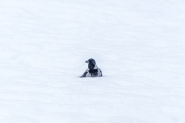 Fototapeta na wymiar Black Headed Crow in the Snow