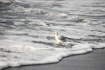 Seagull walks on the sea shore at evening time.