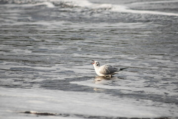 Seagull walks on the sea shore at evening time.