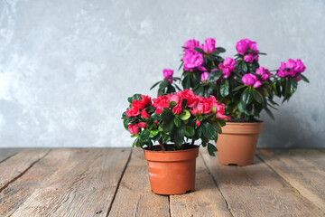 Fototapeta na wymiar Houseplants. Beautiful azalea flowers in a flowerpots. Flower potting background with copy space. Red azalea and pink azalea.